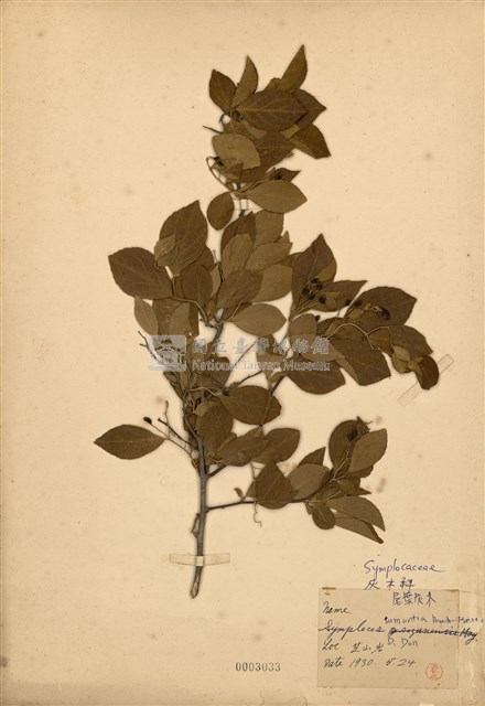 Symplocos sumuntia  Collection Image, Figure 1, Total 2 Figures
