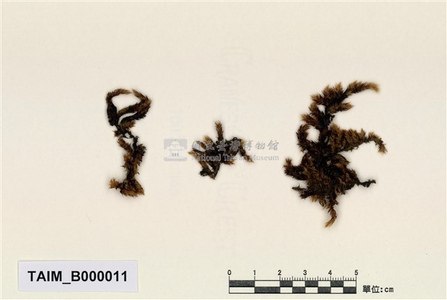 臺灣毛扭苔藏品圖，第1張