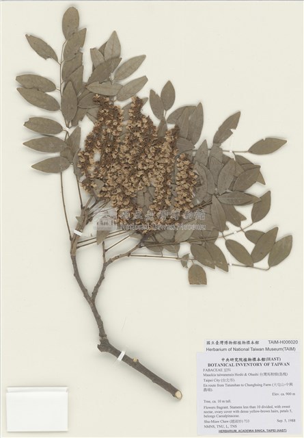 臺灣馬鞍樹藏品圖，第1張