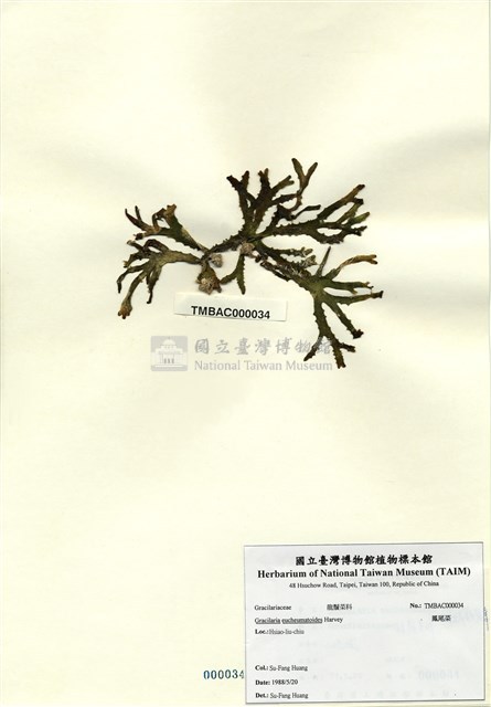 鳳尾菜藏品圖，第1張