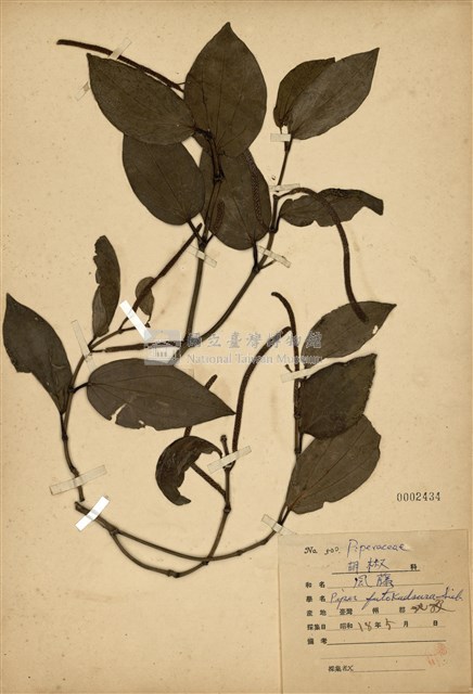 Piper kadsura  Collection Image, Figure 1, Total 3 Figures
