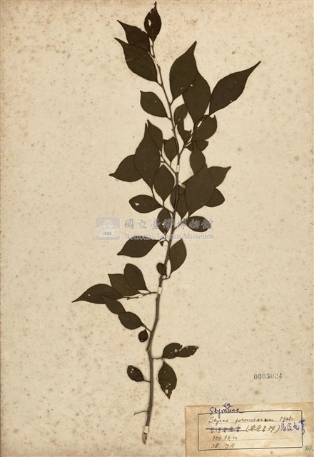 Styrax formosana Collection Image, Figure 1, Total 2 Figures