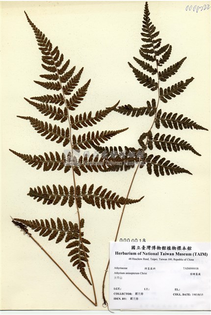 阿里山蹄蓋蕨藏品圖，第1張