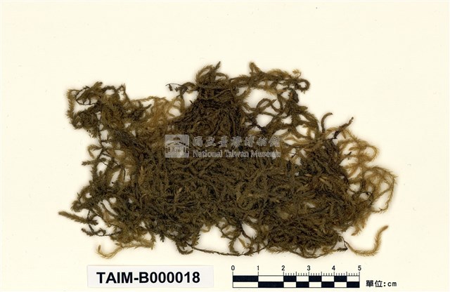 Aerobryopsis parisii (Card.) Broth. Collection Image, Figure 1, Total 8 Figures