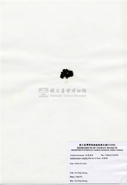 肋葉藻藏品圖，第1張