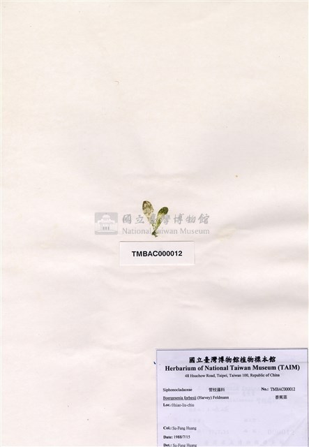 香蕉菜藏品圖，第1張