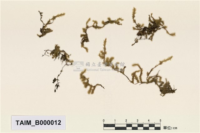 灰氣苔藏品圖，第1張