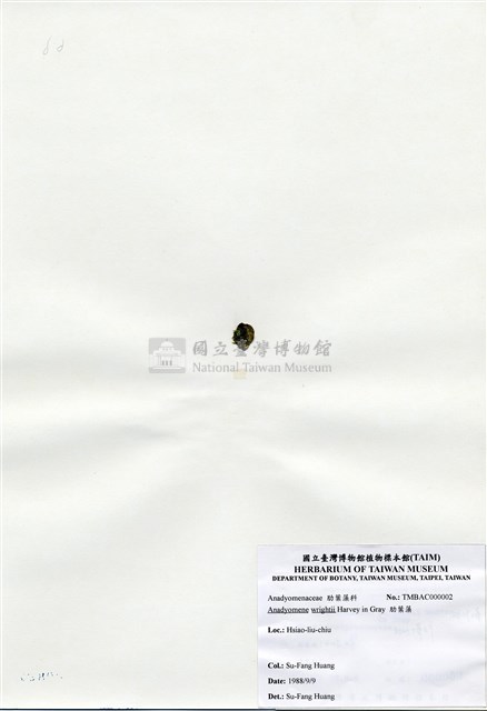 肋葉藻藏品圖，第1張