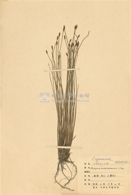 Scirpus morrisonensis Collection Image, Figure 1, Total 2 Figures