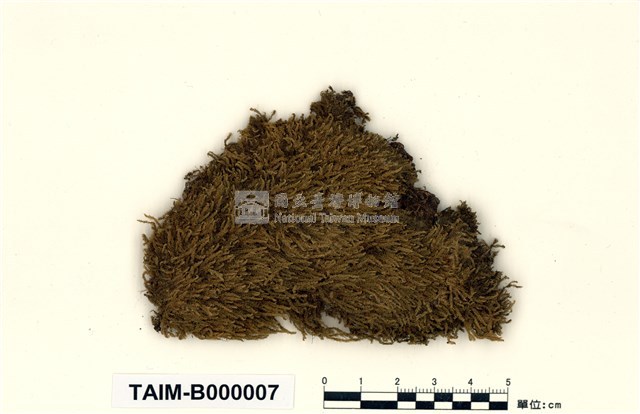 單疣苔藏品圖，第1張