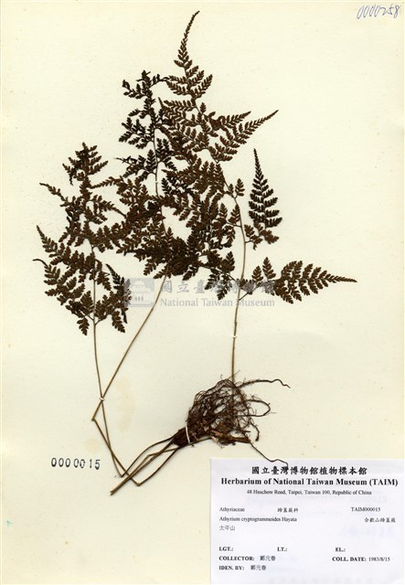 細葉蹄蓋蕨藏品圖，第1張