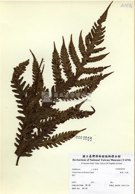 排灣三叉蕨藏品圖，第1張