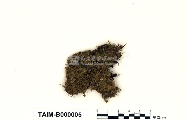 Acanthorrhynchium papillatum (Harv.) Fleisch. Collection Image, Figure 1, Total 10 Figures