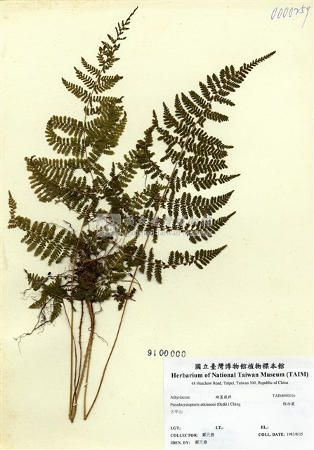 假冷蕨藏品圖，第1張
