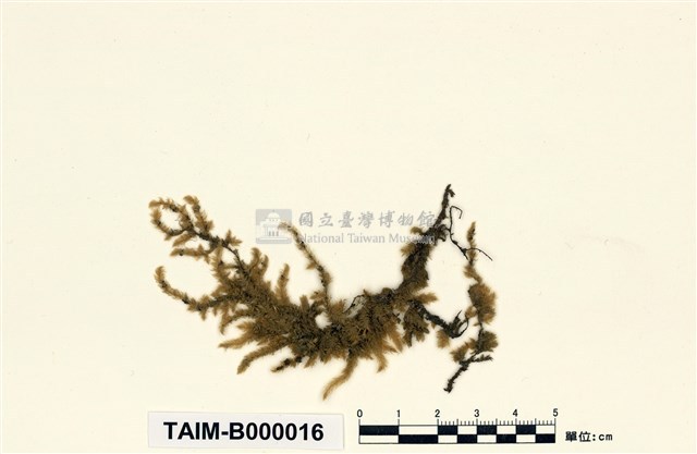 扭葉灰氣苔藏品圖，第1張