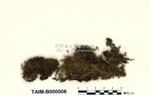 Acanthorrhynchium papillatum (Harv.) Fleisch. Collection Image, Figure 1, Total 8 Figures