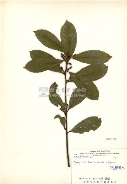 Symplocos heishanensis Collection Image, Figure 1, Total 3 Figures