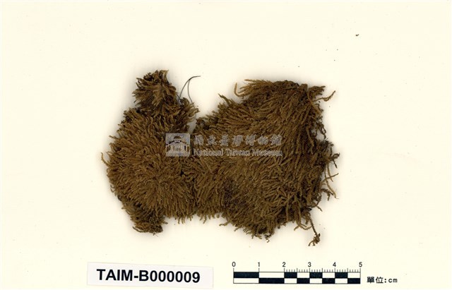 Acanthorrhynchium papillatum (Harv.) Fleisch. Collection Image, Figure 1, Total 8 Figures
