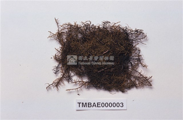 Abietinella abietina Collection Image, Figure 2, Total 10 Figures