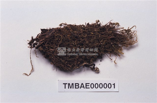 Mnium immarginatum Lindb. Collection Image, Figure 2, Total 12 Figures