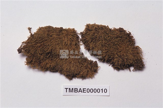 Acanthorrhynchium papillatum (Harv.) Fleisch. Collection Image, Figure 2, Total 11 Figures
