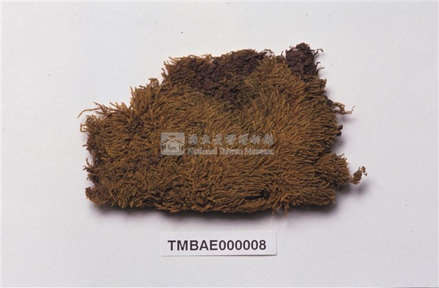 Acanthorrhynchium papillatum Collection Image, Figure 2, Total 10 Figures