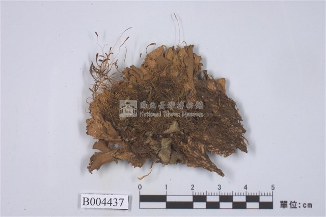 霜地卷藏品圖，第2張