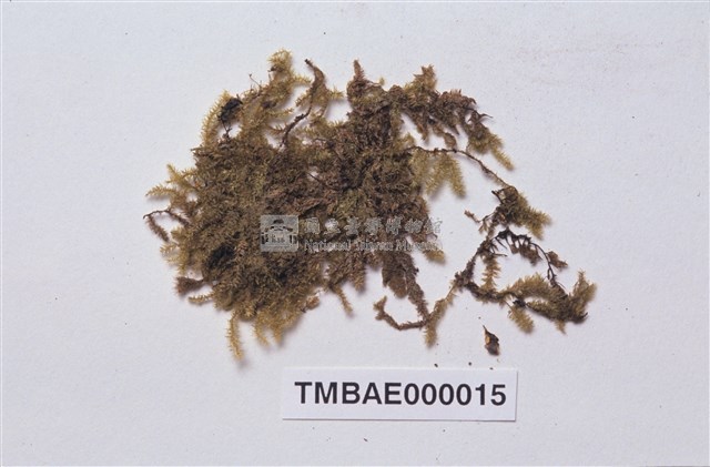 灰氣苔藏品圖，第2張