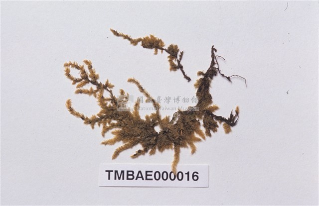 扭葉灰氣苔藏品圖，第2張