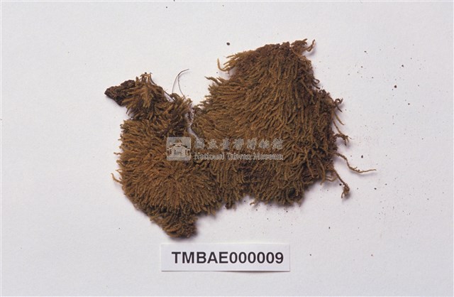 Acanthorrhynchium papillatum (Harv.) Fleisch. Collection Image, Figure 2, Total 8 Figures