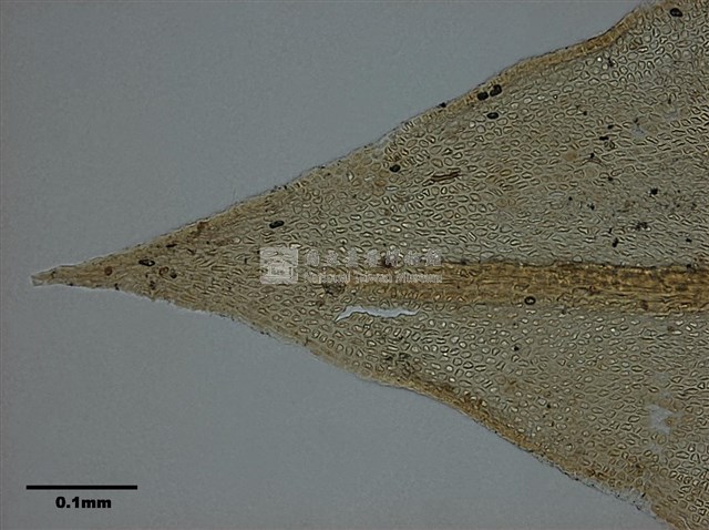 Abietinella abietina Collection Image, Figure 8, Total 10 Figures