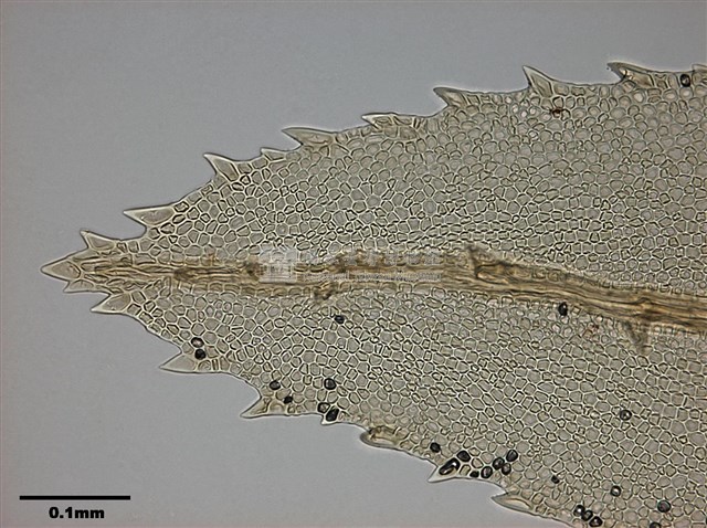 Mnium immarginatum Lindb. Collection Image, Figure 7, Total 12 Figures