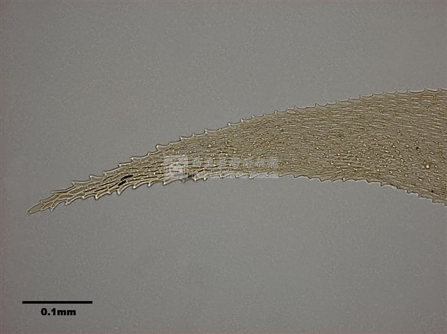 Acanthorrhynchium papillatum (Harv.) Fleisch. Collection Image, Figure 8, Total 11 Figures