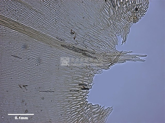 Aerobryopsis parisii (Card.) Broth. Collection Image, Figure 7, Total 8 Figures