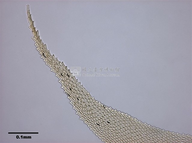 Acanthorrhynchium papillatum (Harv.) Fleisch. Collection Image, Figure 6, Total 8 Figures