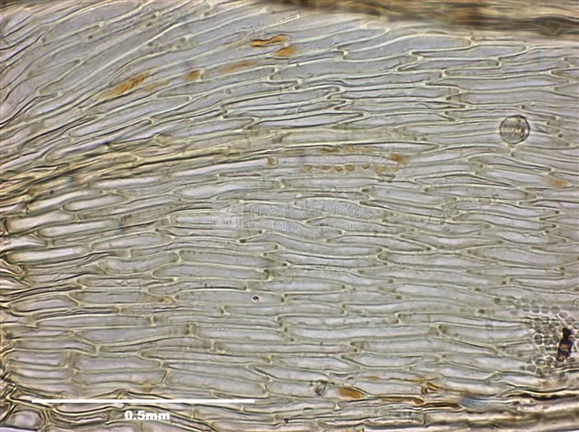 Acanthorrhynchium papillatum (Harv.) Fleisch. Collection Image, Figure 10, Total 10 Figures