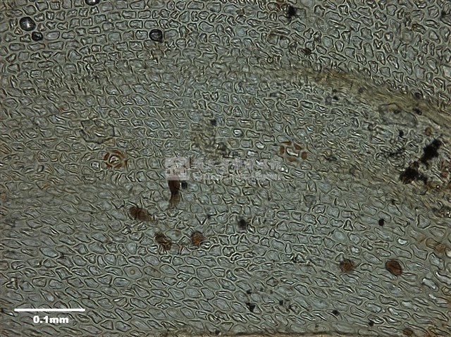 Abietinella abietina Collection Image, Figure 10, Total 10 Figures