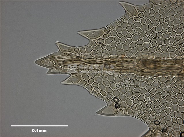 Mnium immarginatum Lindb. Collection Image, Figure 10, Total 12 Figures