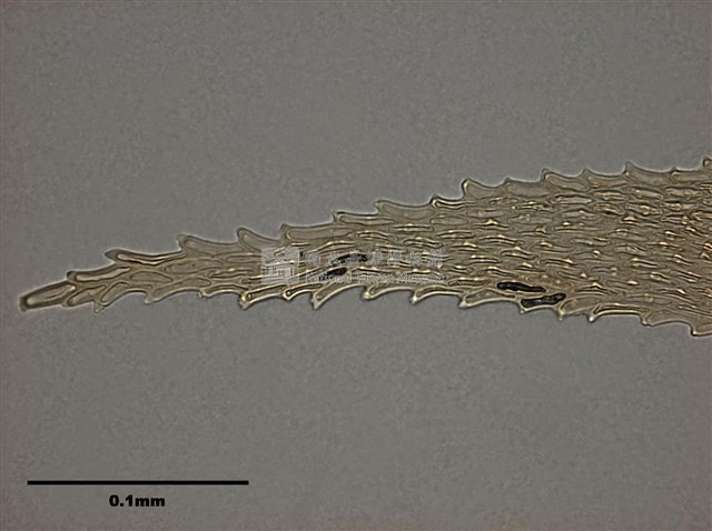 Acanthorrhynchium papillatum (Harv.) Fleisch. Collection Image, Figure 10, Total 11 Figures