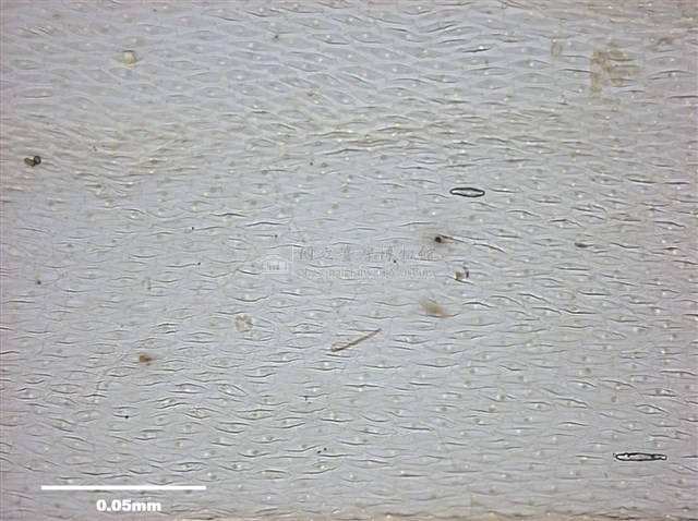 大灰氣苔藏品圖，第9張