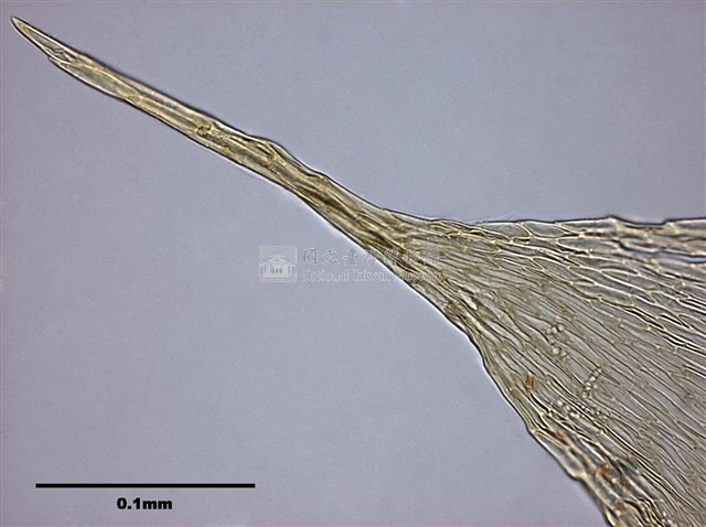 Acanthorrhynchium papillatum (Harv.) Fleisch. Collection Image, Figure 7, Total 10 Figures