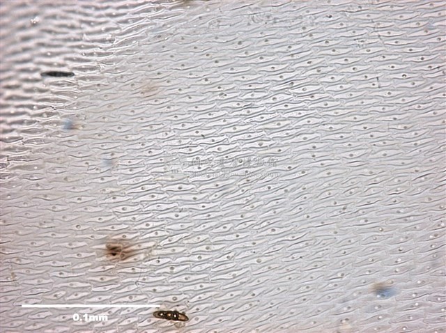Aerobryopsis subdivergens (Broth.) Broth. Collection Image, Figure 9, Total 9 Figures