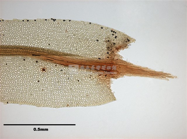 Mnium immarginatum Lindb. Collection Image, Figure 6, Total 12 Figures