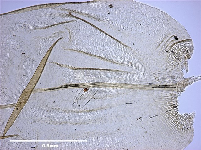 Aerobryopsis parisii (Card.) Broth. Collection Image, Figure 6, Total 8 Figures