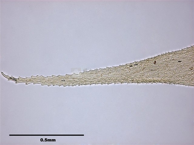Acanthorrhynchium papillatum (Harv.) Fleisch. Collection Image, Figure 6, Total 8 Figures