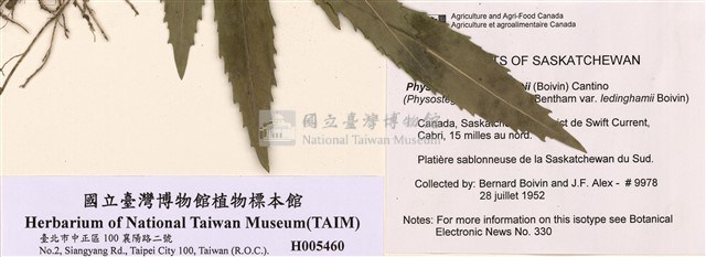 雷氏囊萼花藏品圖，第2張