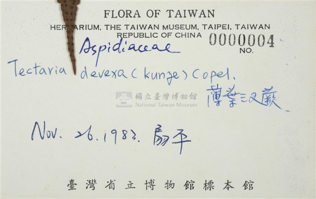 排灣三叉蕨藏品圖，第3張