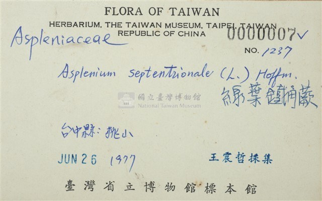 線葉鐵角蕨藏品圖，第3張