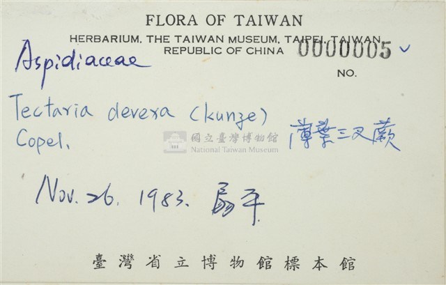 排灣三叉蕨藏品圖，第3張
