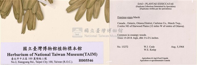 黑梣藏品圖，第2張